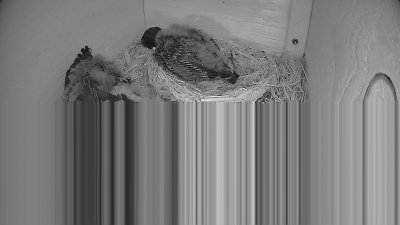 Live Webcam Mauersegler Neunkirchen