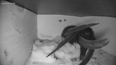 Live Webcam Mauersegler Köln #1