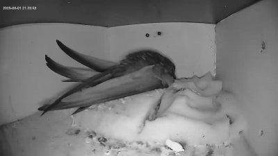 Live Webcam Mauersegler Köln #2