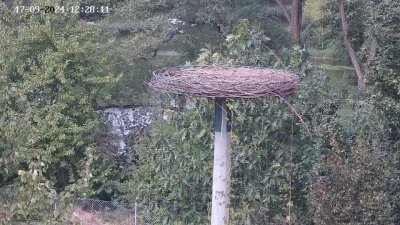 Live Webcam Störche Kleinostheim