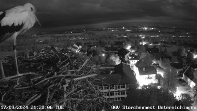 Live Webcam Unterelchingen-Störche