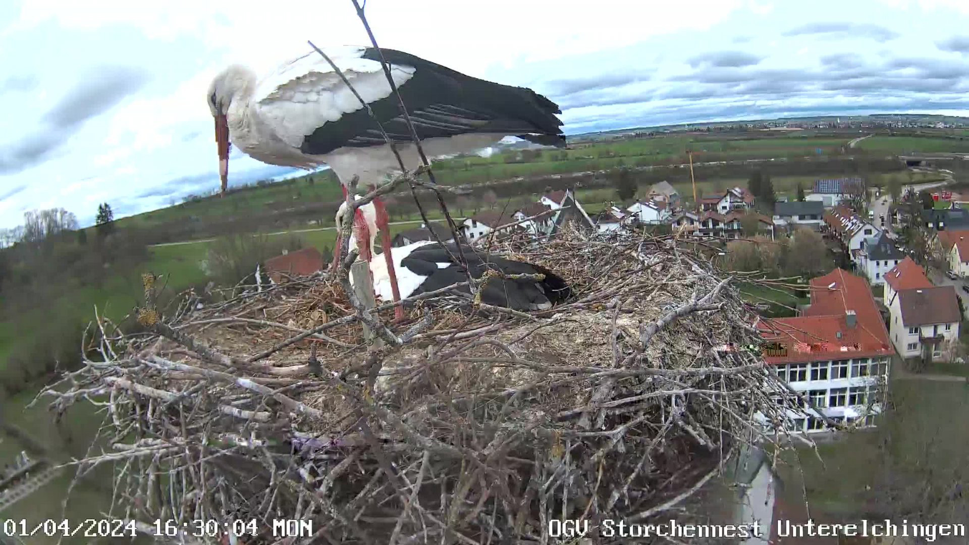 Storchennest Webcam Unterelchingen